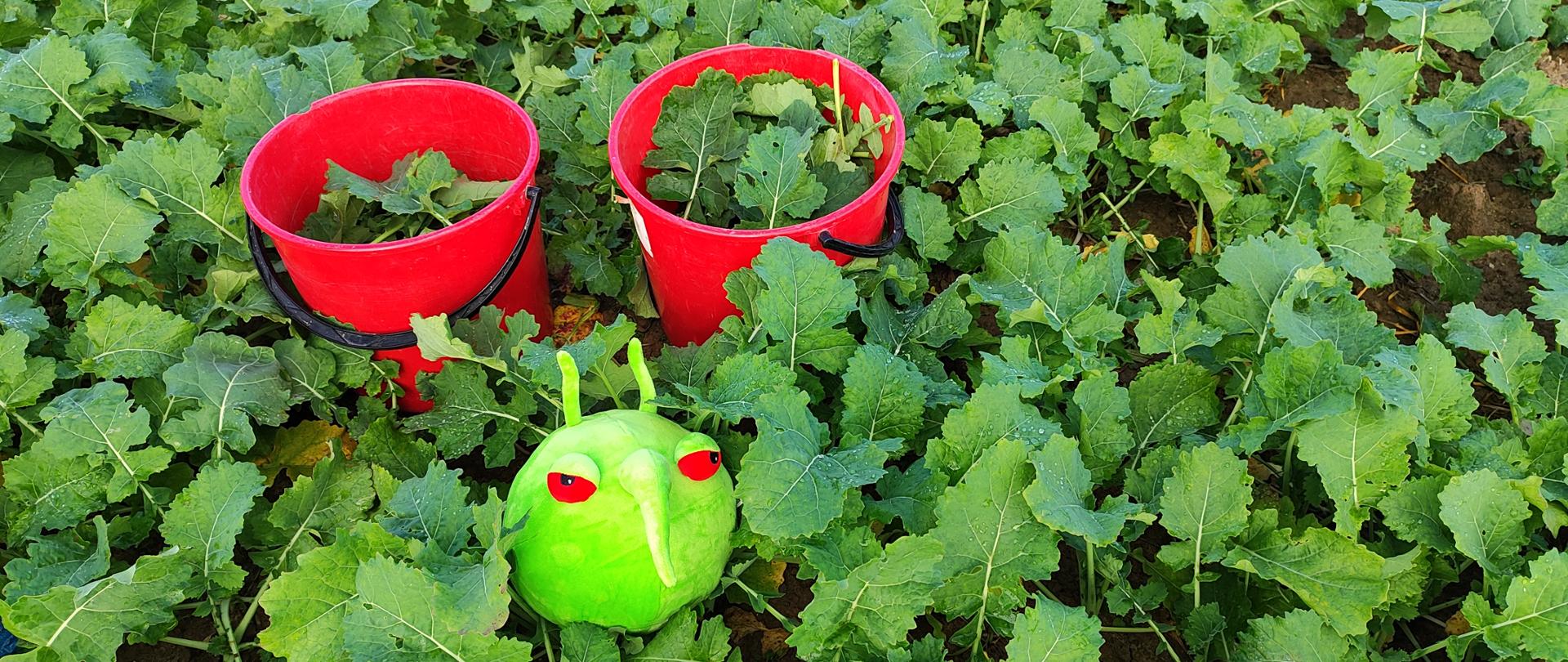 Pobieranie prób na obecność GMO z plantacji produkcyjnych (towarowych) rzepaku