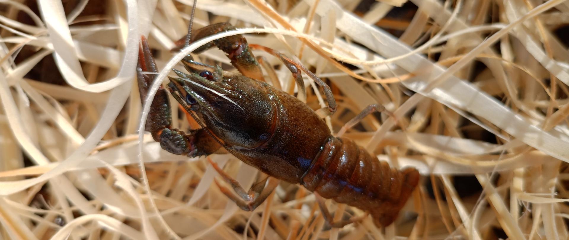 W poniedziałek, 27 października 2025 roku, pracownicy Wód Polskich wprowadzili blisko tysiąc raków szlachetnych do trzech rzek: Giełczewki, Wojsławki i Wolicy