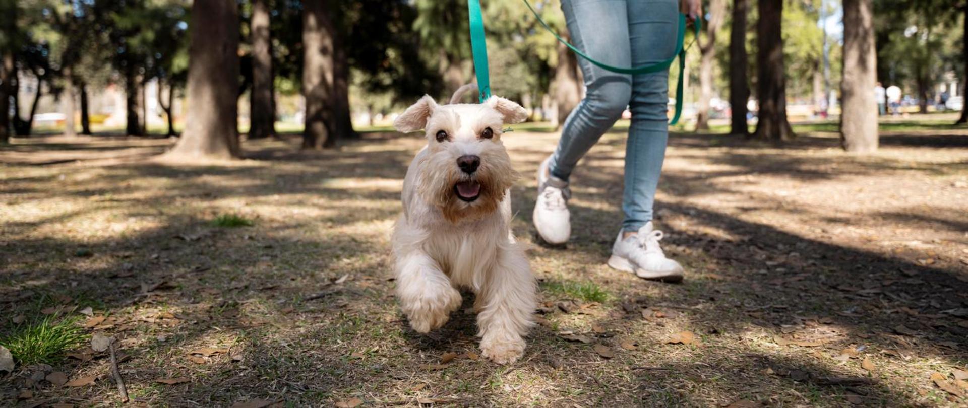 Zdjęcie przedstawiające osobę z psem na smyczy podczas spaceru