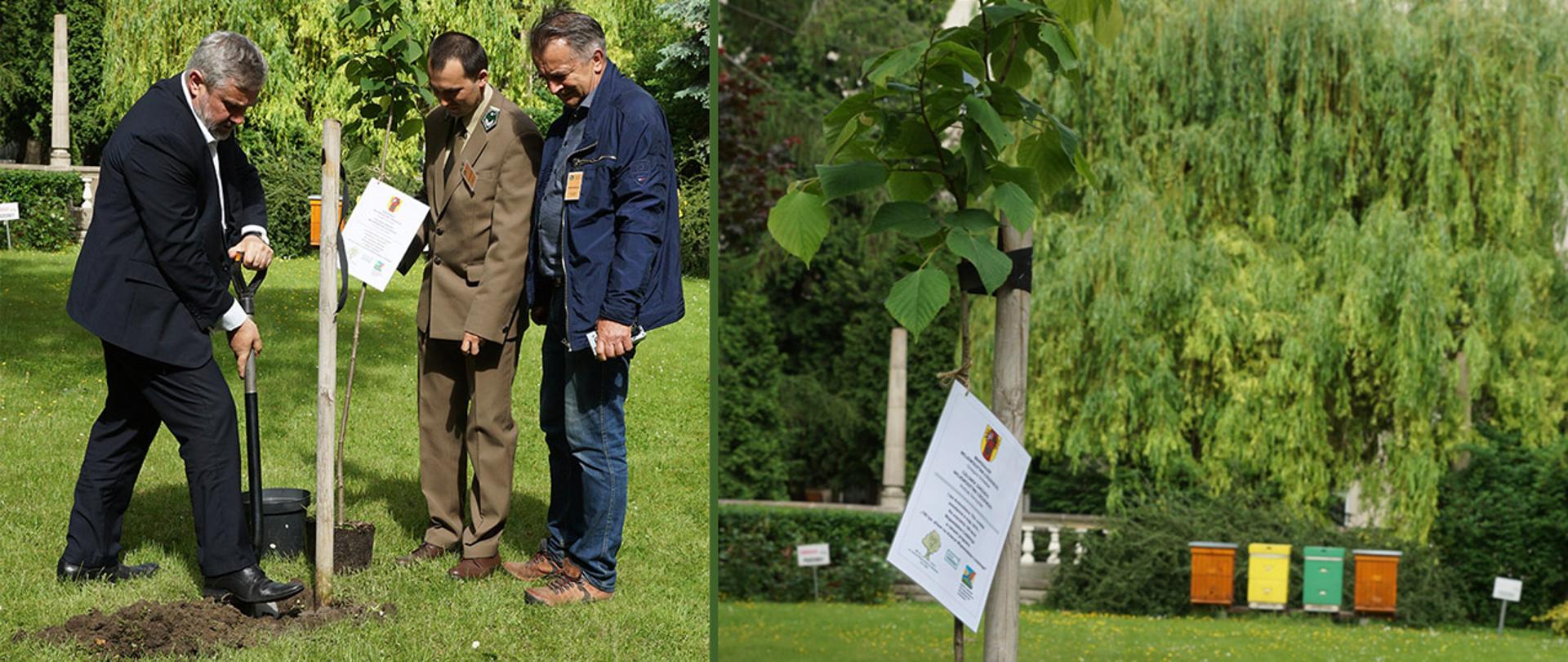 Minister Ardanowski w trakcie sadzenia lipy na dziedzińcu