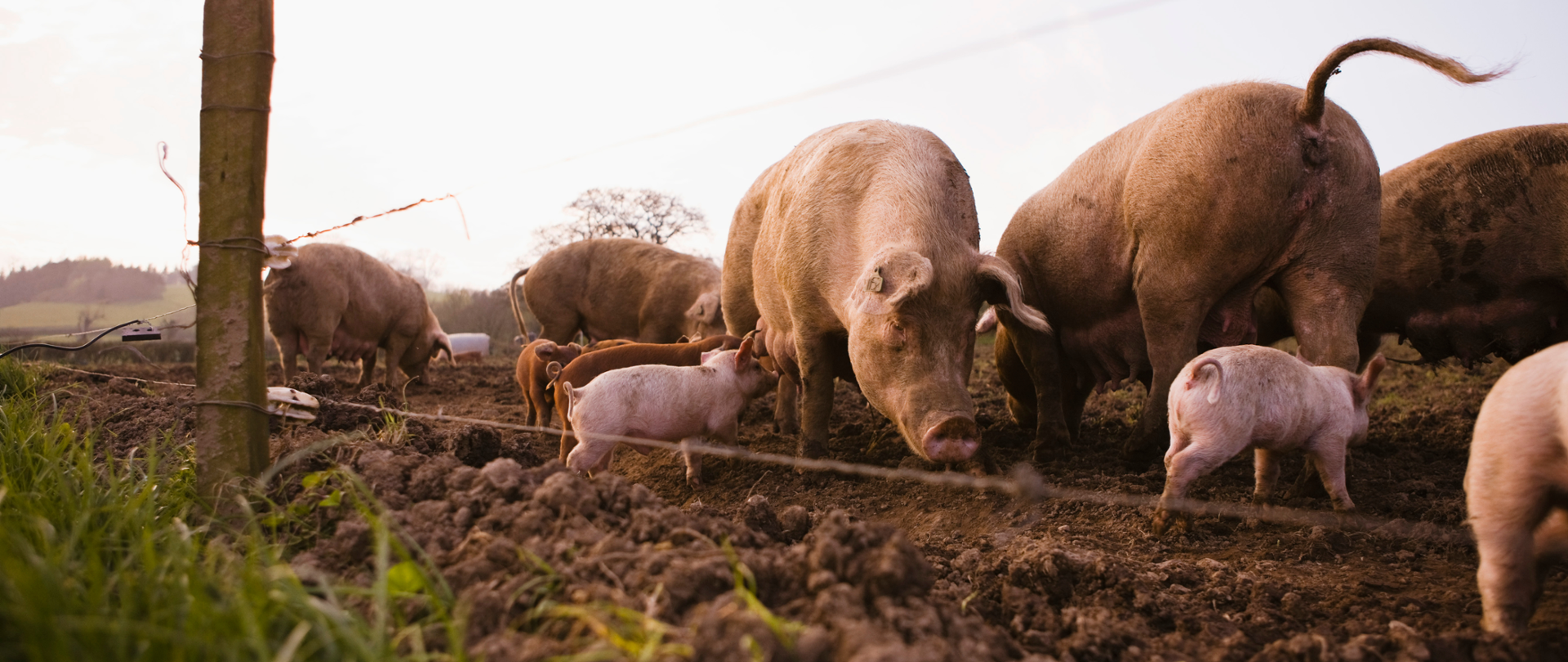 Zdjęcie ilustracyjne przedstawiające świnie w zagrodzie. Ilustracja ma charakter poglądowy dotyczący choroby ASF