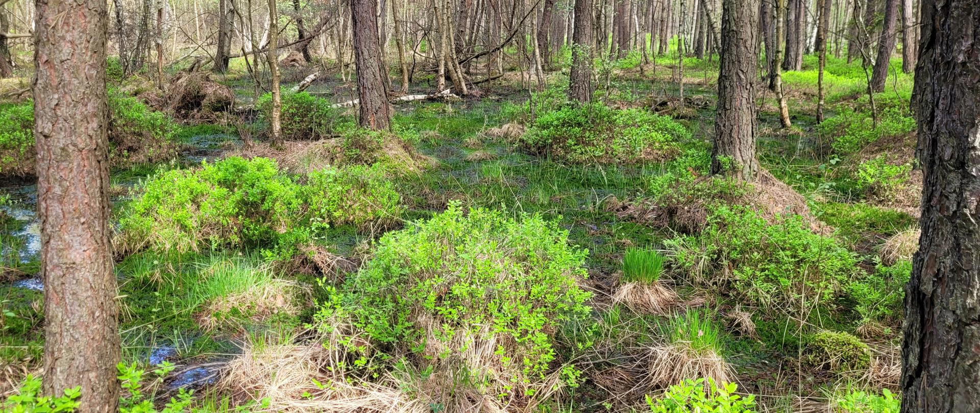 Podmokły las z wysokimi sosnami i brzozami. Między pniami widać płytką wodę, zielone kępy traw, mchu i niskich krzewów. Dno lasu jest wilgotne, z małymi strumykami i jasną, wiosenną zielenią roślin.