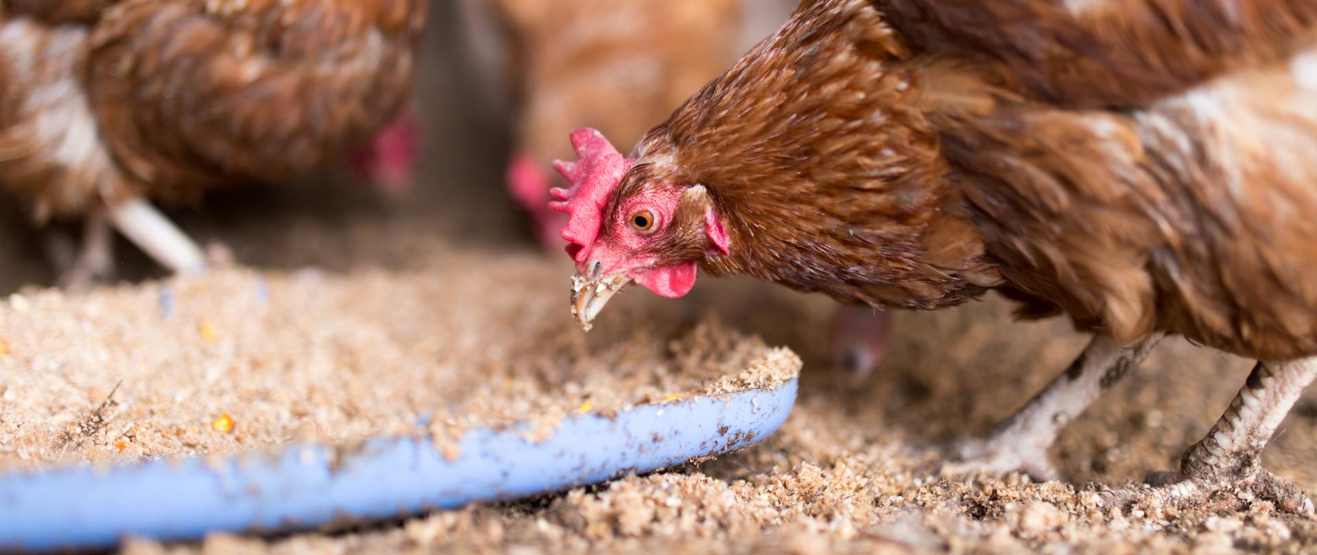 red chicken on a farm in nature .