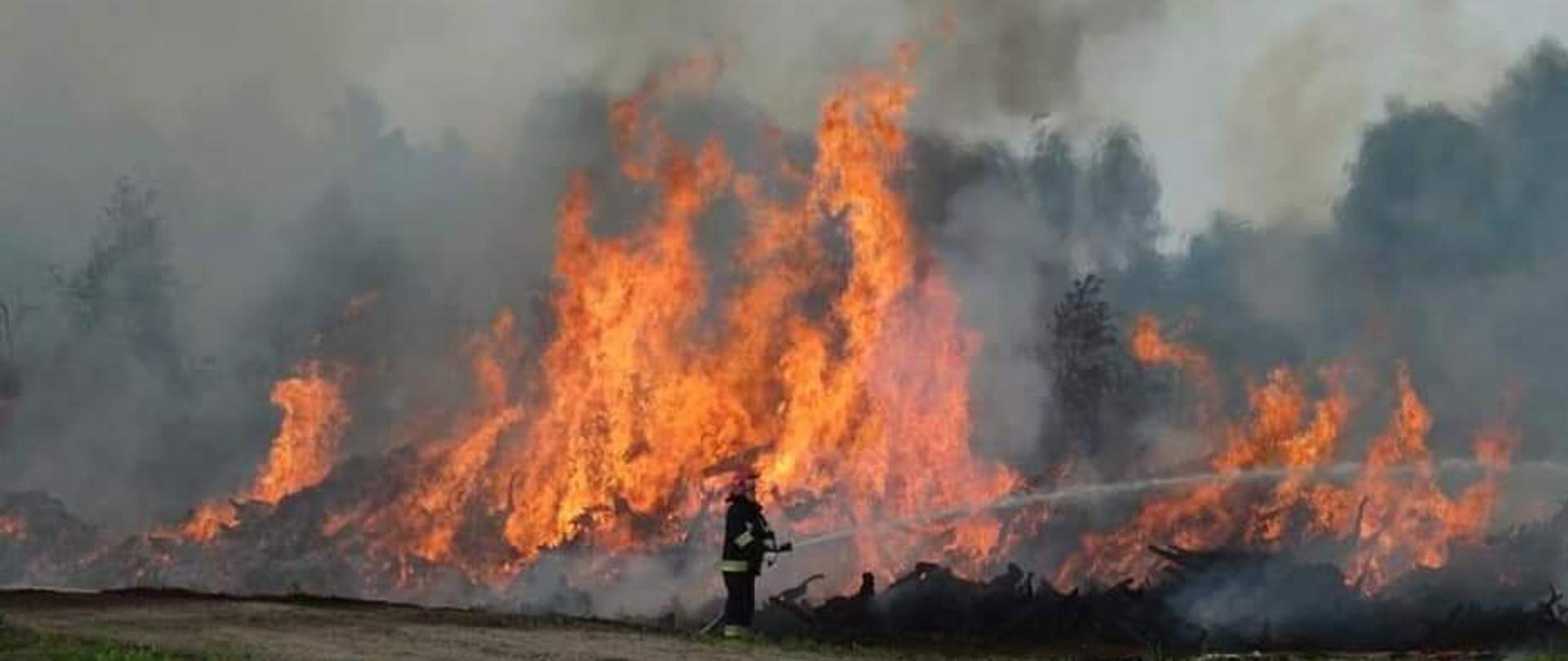 Zdjęcie przedstawia strażaka podejmującego działania gaśnicze na palące się torfowisko z korzeniami drzew