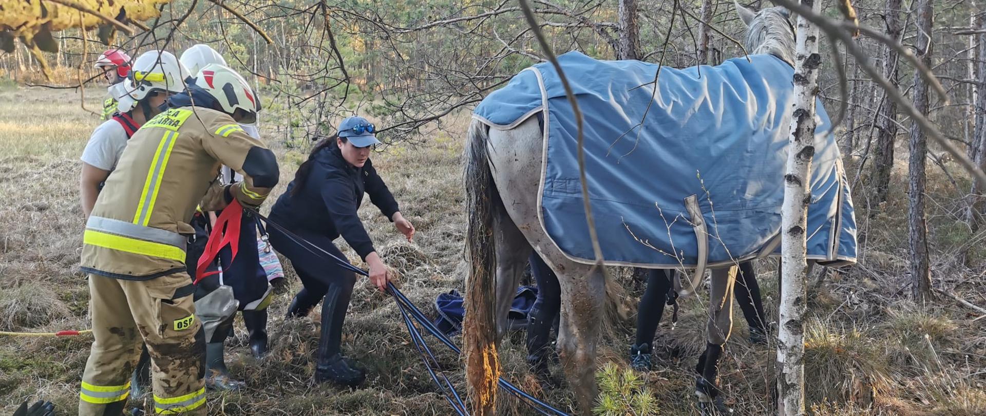 Koń ugrzązł w bagnie. Zdjęcie po wyciągnięciu konia.