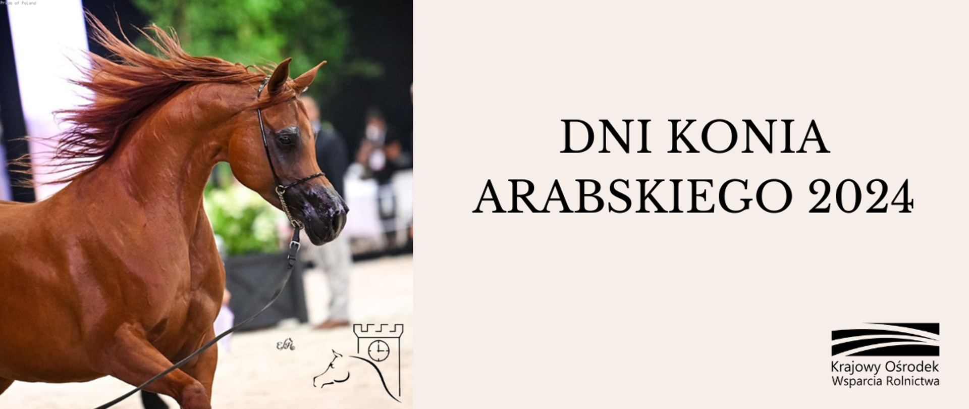 Dni Konia Arabskiego