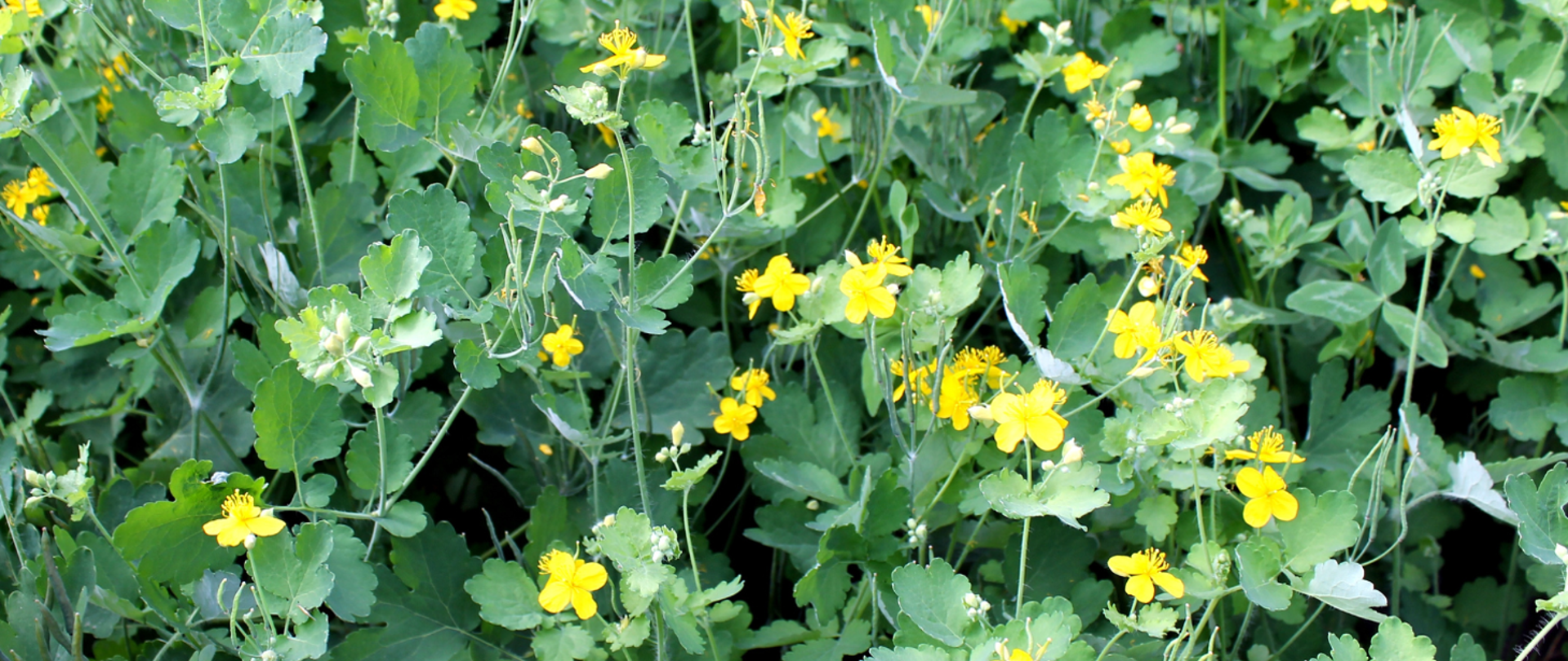 Gęsta kępa zielonych roślin z licznymi drobnymi, żółtymi kwiatami. Kadr wypełniają liście w różnych odcieniach zieleni, o zaokrąglonych kształtach i lekko pofalowanych brzegach. Pomiędzy liśćmi wyrastają cienkie, zielone łodygi, na których znajdują się małe, intensywnie żółte kwiaty z czterema płatkami oraz widocznymi, wystającymi pręcikami. W kilku miejscach widać też jasne pąki kwiatowe. Tło nie jest wyraźnie oddzielone od pierwszego planu, bo cała powierzchnia zdjęcia jest pokryta
roślinnością i kwiatami.