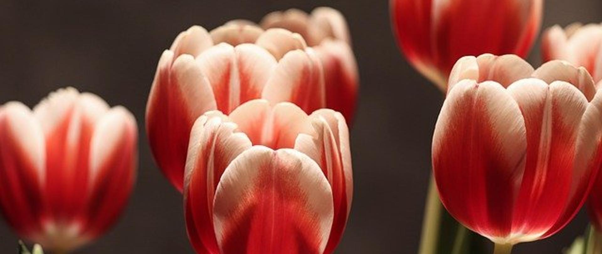 Na zdjęciu czerwone tulipany