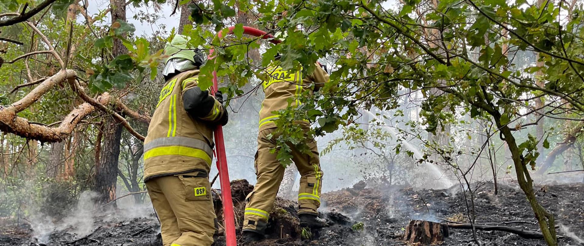Zdjęcie przedstawia dwóch strażaków gaszących palącą się ściółkę leśną