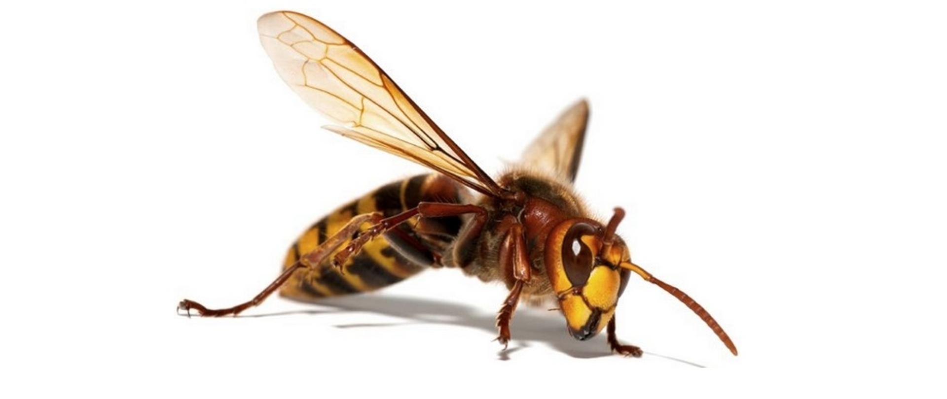 Zdjęcie owada błonkoskrzydłego na jasnym tle