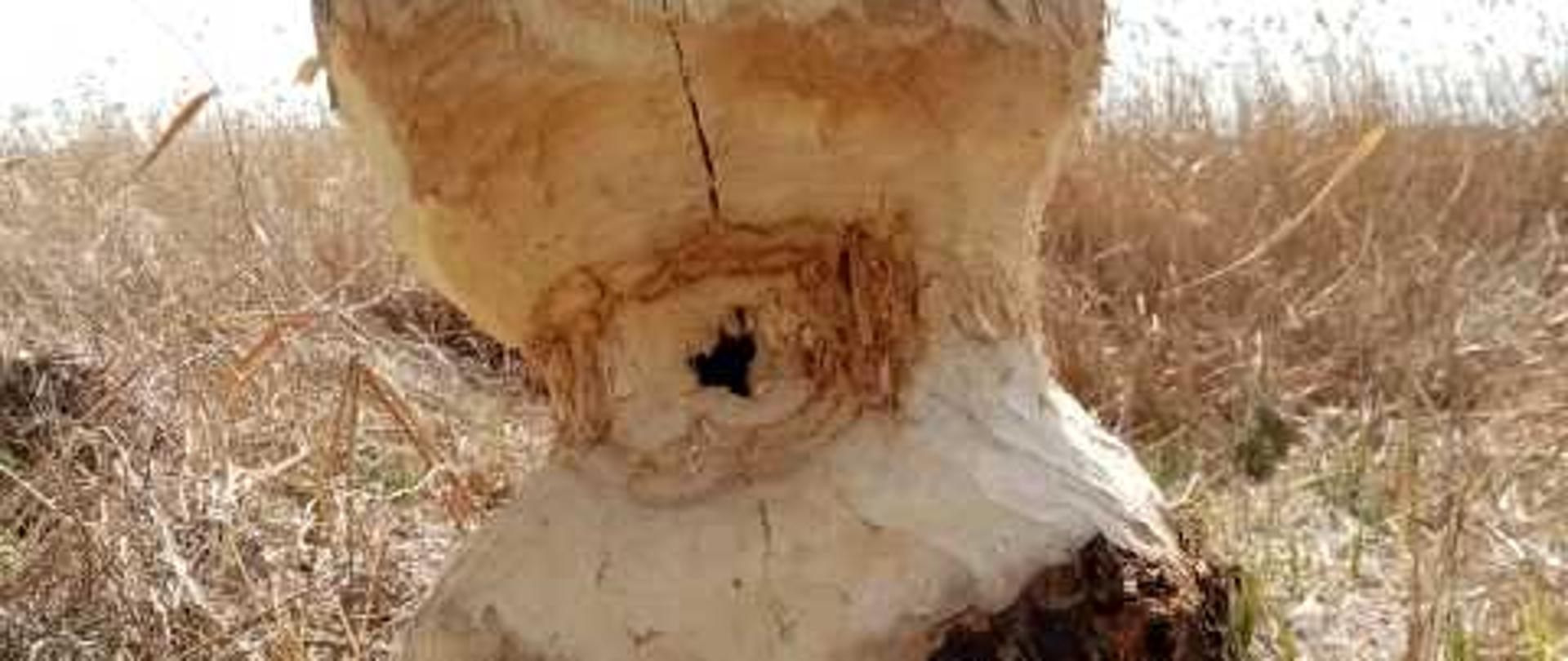 Drzewo z widocznymi śladami podgryzania przez bobry.