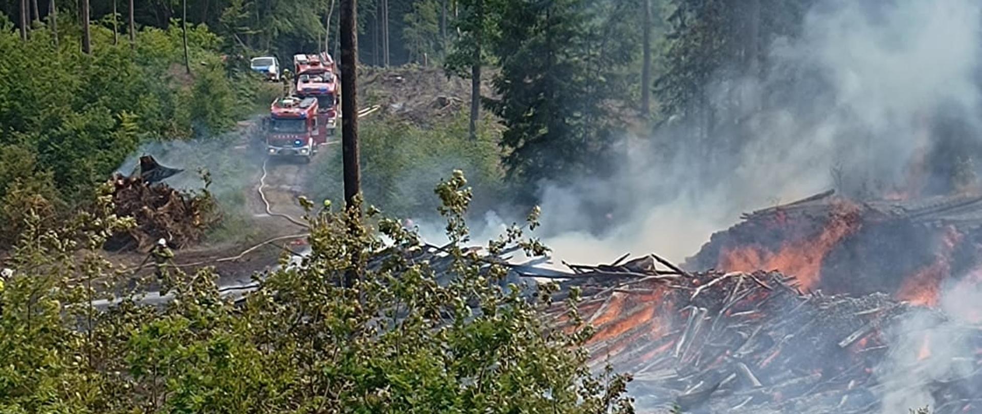 Zdjęcie przedstawia pogorzelisko po pożarze lasu.