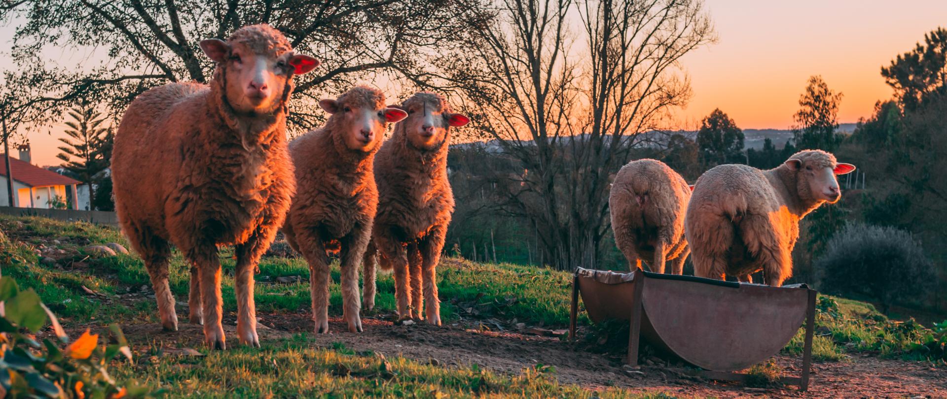 Wyniki kontroli pozostałości produktów leczniczych weterynaryjnych żywych zwierząt i w produktach pochodzenia zwierzęcego