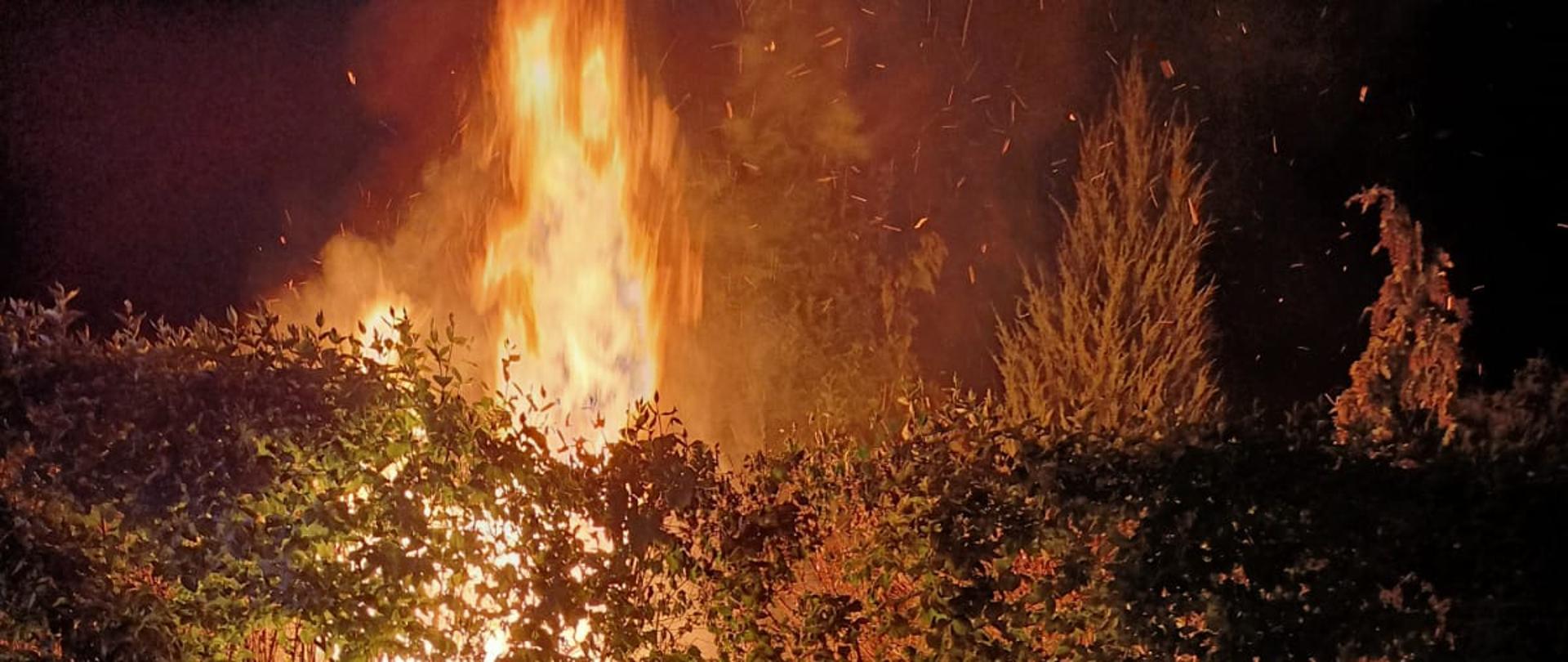 płonący żywopłot