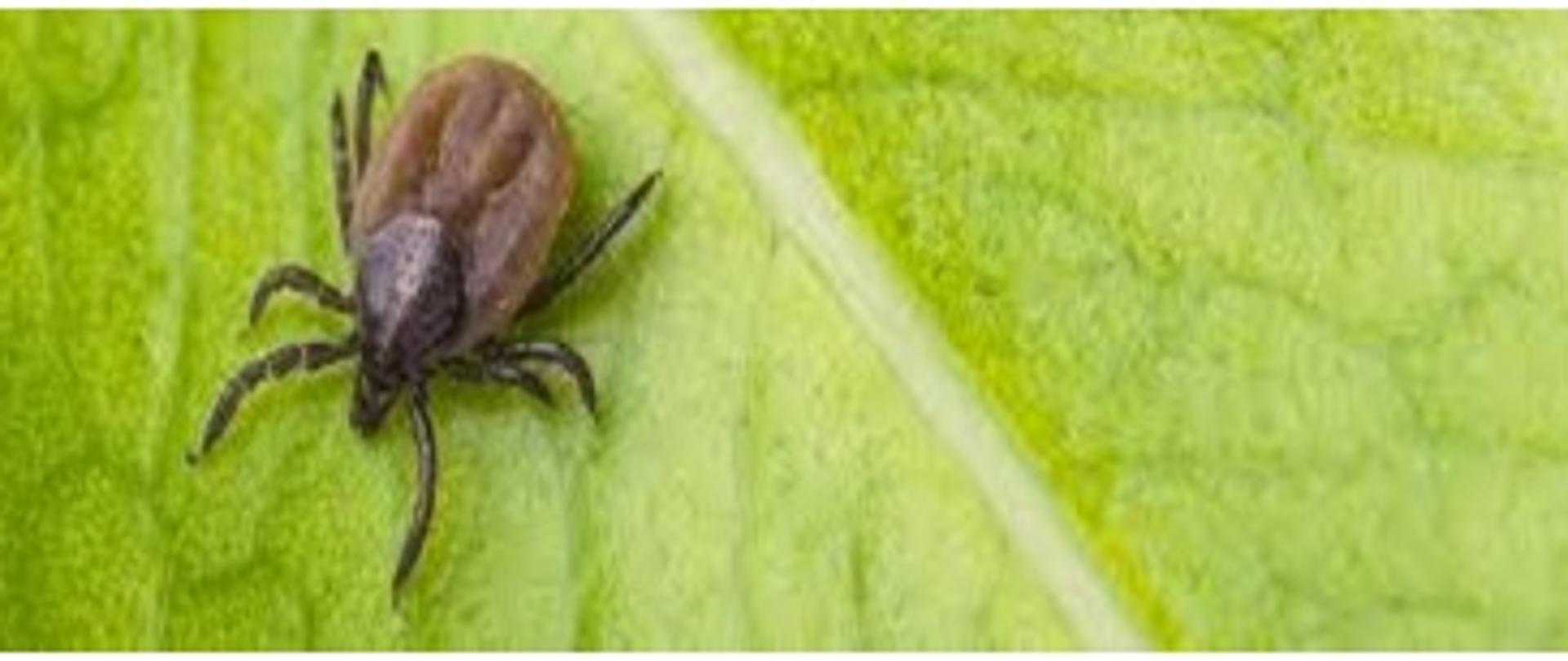 Kleszcz na tle zielonewgo liścia