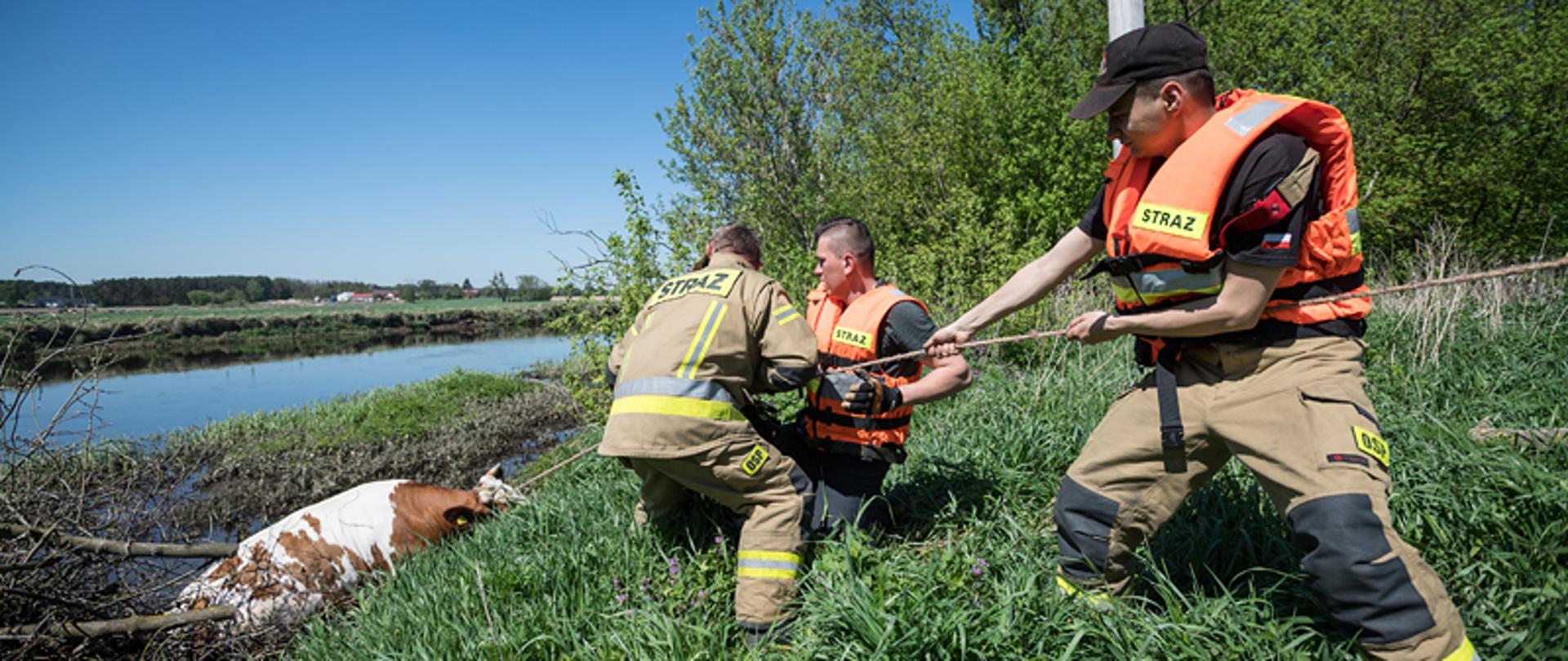 Strażacy liną próbują wyciągnąć krowę z rzeki