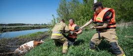 Strażacy liną próbują wyciągnąć zwierzę z rzeki