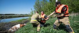 Strażacy liną próbują wyciągnąć zwierzę z rzeki