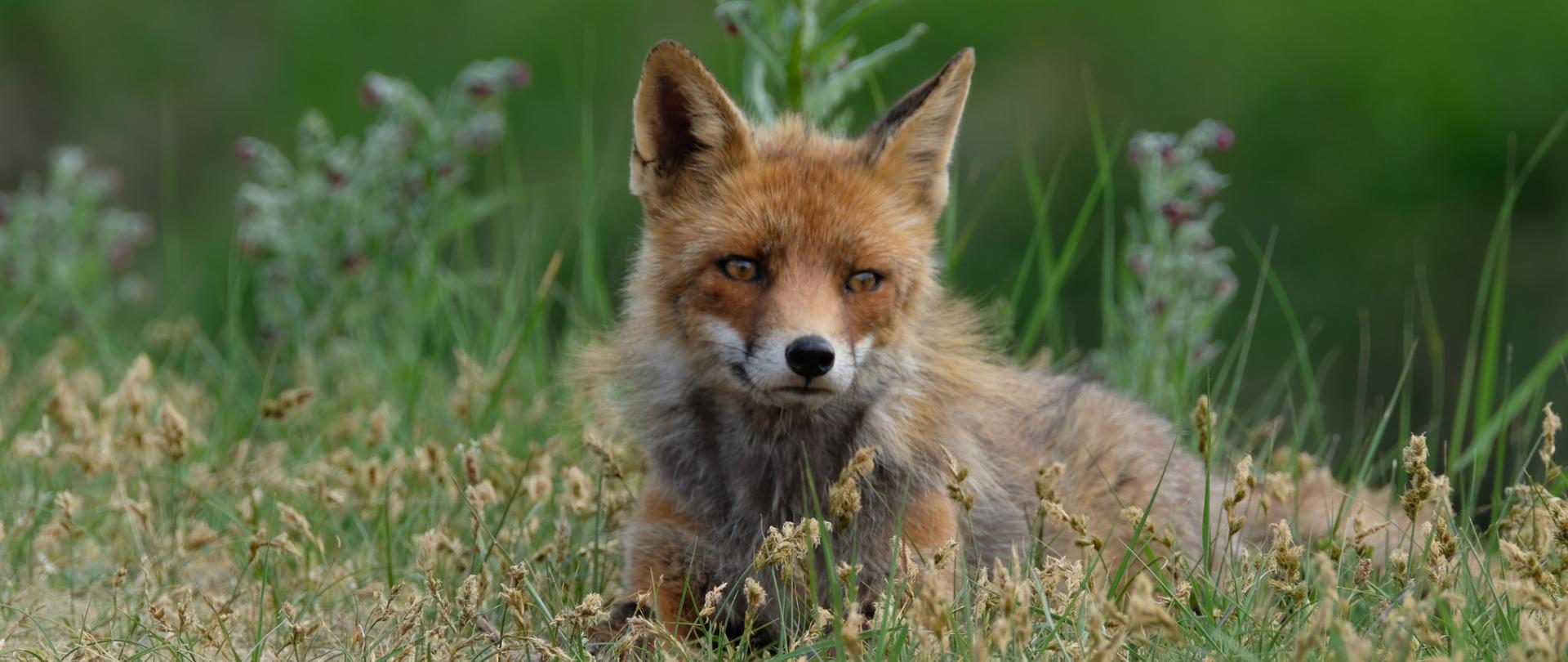 Zdjęcie ilustrujące dzikiego lisa. Zdjęcie do artykułu o kolejnym przypadku wścieklizny w województwie mazowieckim