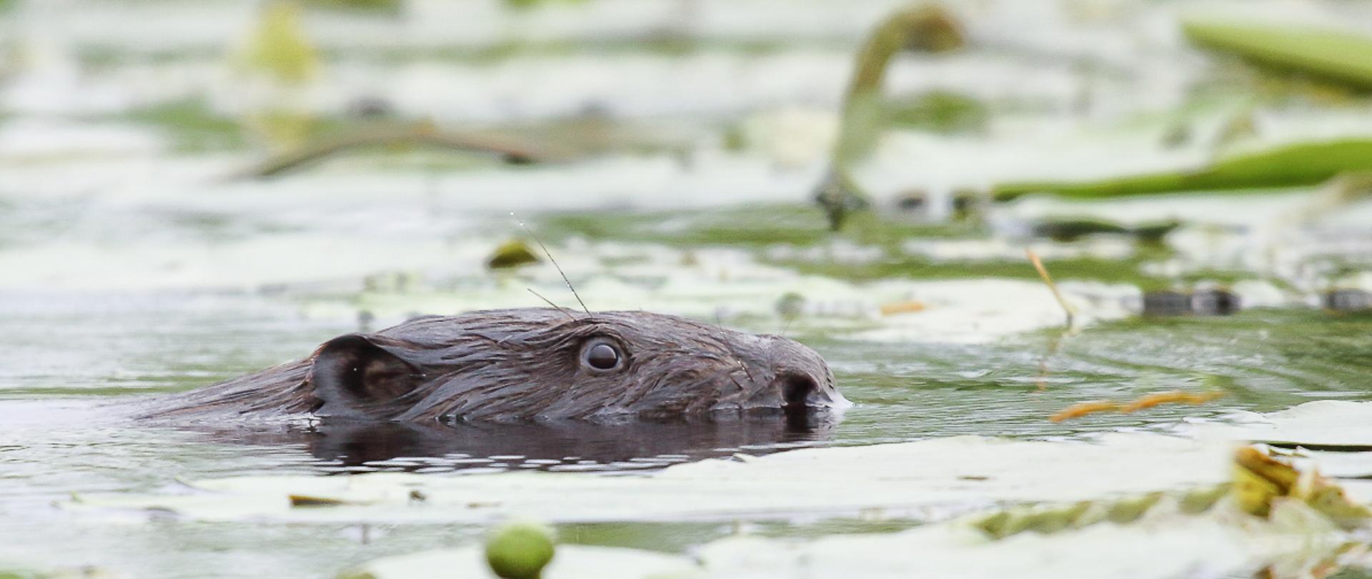 Bóbr eurupejski(Castor fiber)