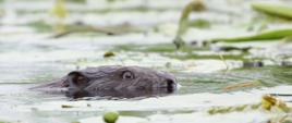 Widok głowy płynącego bobra europejskiego