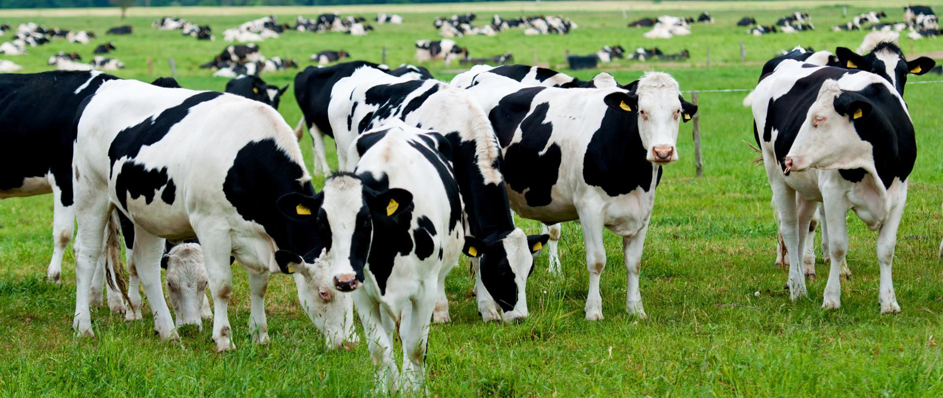 herd of cows on the pasture