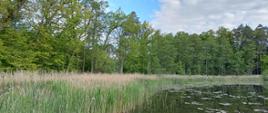 Widok na brzeg jeziora. Tafla jeziora jest spokojna, odbijają się w niej chmury i błękit nieba. Szeroki pas trzcin i wysokich traw oddziela wodę od linii drzew. Trzciny mają charakterystyczne, jasnobrązowe wiechy z poprzedniego sezonu wymieszane ze świeżą zielenią. Nad brzegiem rośnie stary las liściasty o gęstym ulistnieniu. Po prawej stronie widać domieszkę ciemniejszych drzew iglastych.