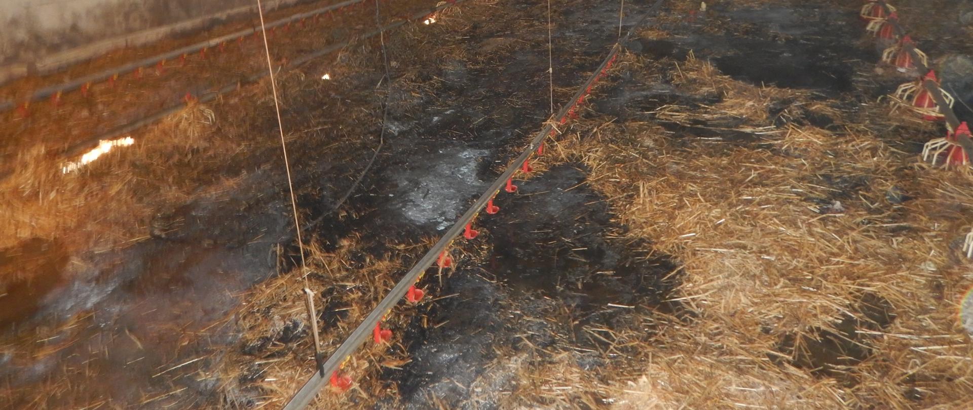 Zdjęcie przedstawia wnętrze kurnika po pożarze