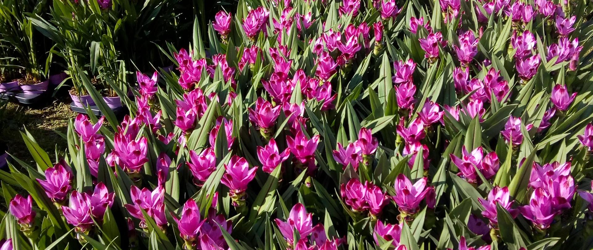 fioletowe kwiaty ustawione w rzędach