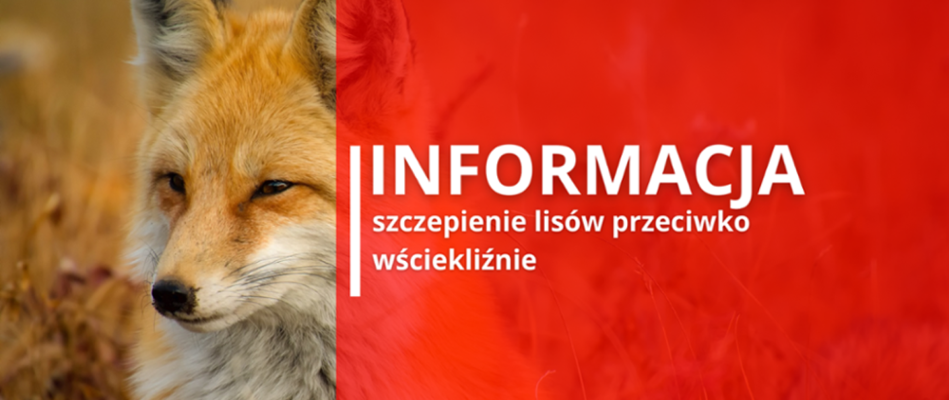 Szczepienie lisów