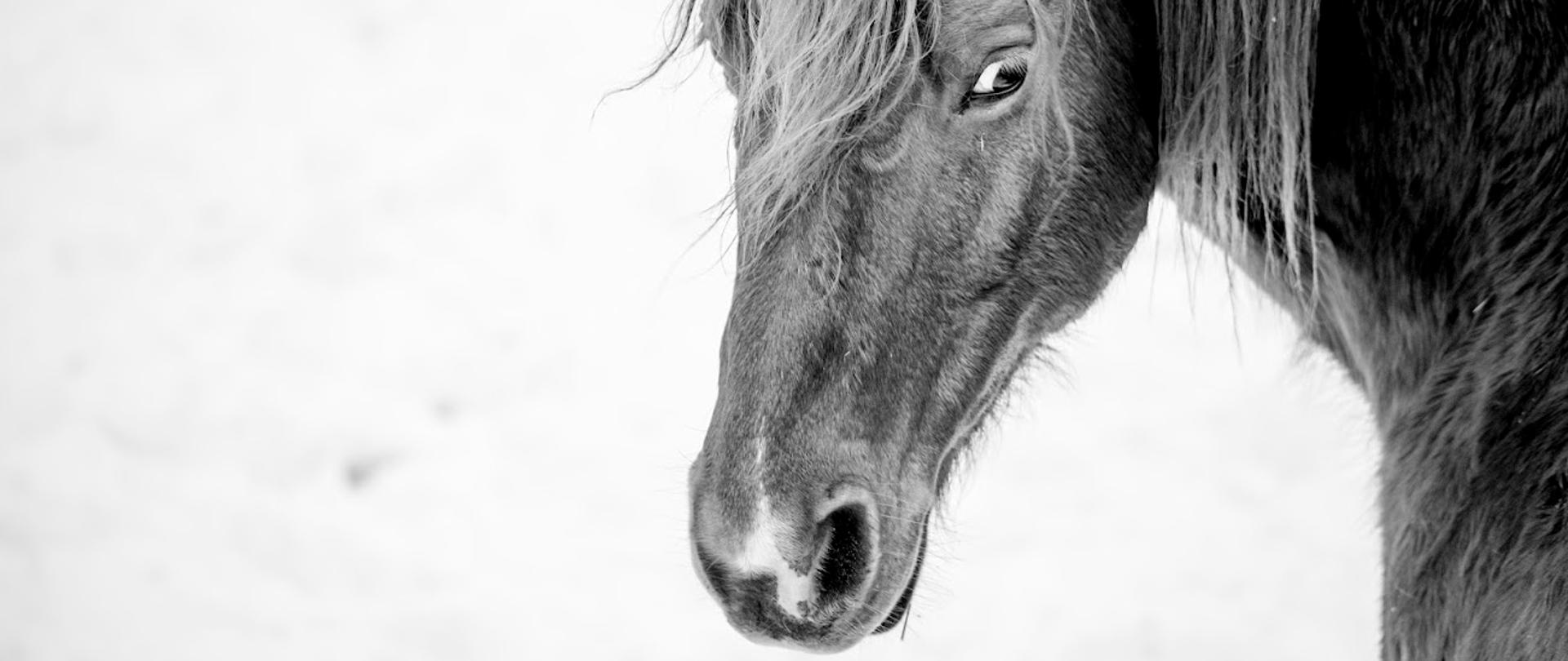 Zdjęcie jest w kolorystyce czarno-białej. Zdjęcie przedstawia na białym tle konia, jago głowę i kark. 