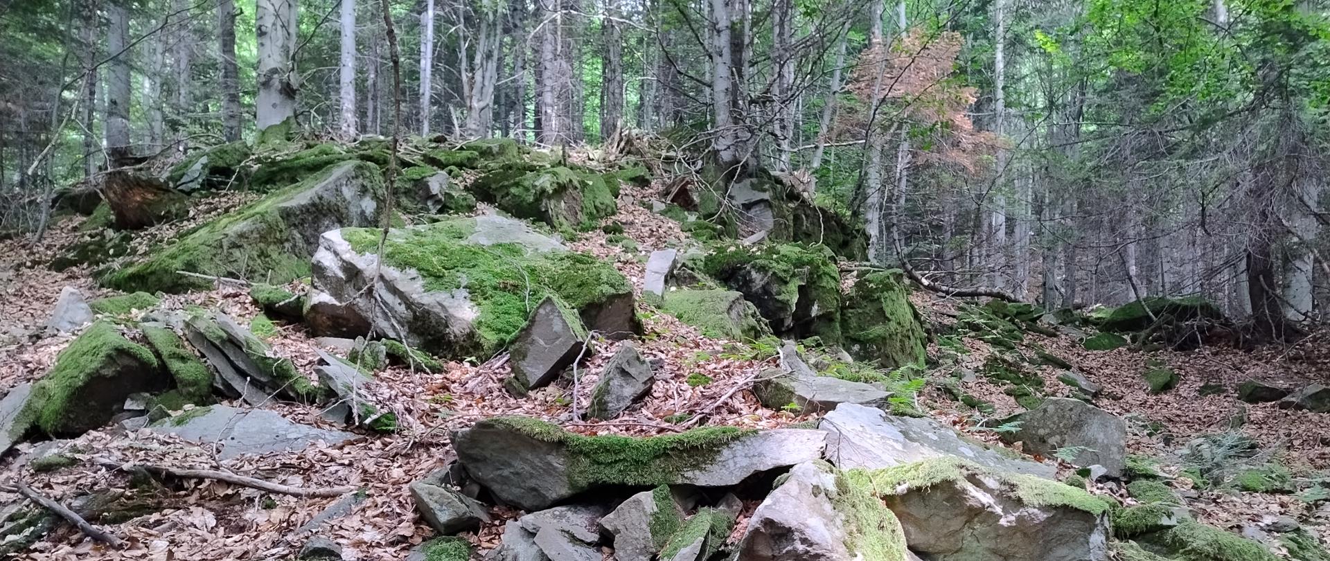 Widok na rumowisko skalne w projektowanym rezerwacie Osuwisko Słopnickie