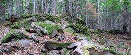 Widok na rumowisko skalne w projektowanym rezerwacie Osuwisko Słopnickie