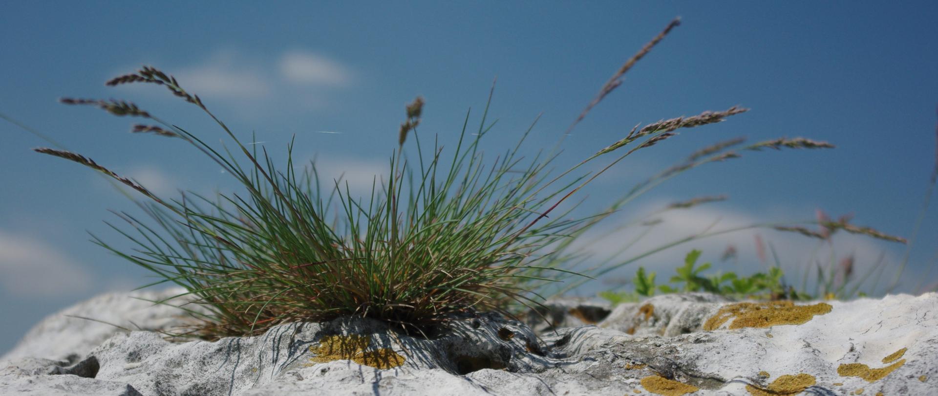 Zdjęcie przedstawia kępę trawy na szczycie białej wapiennej skały 