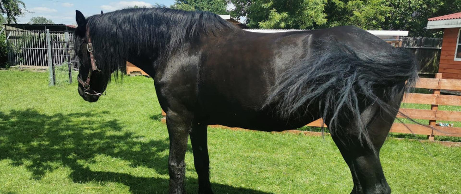 Ewakuacja konia z oczka wodnego - koń koloru czarnego stoi na trawie cały i zdrowy.