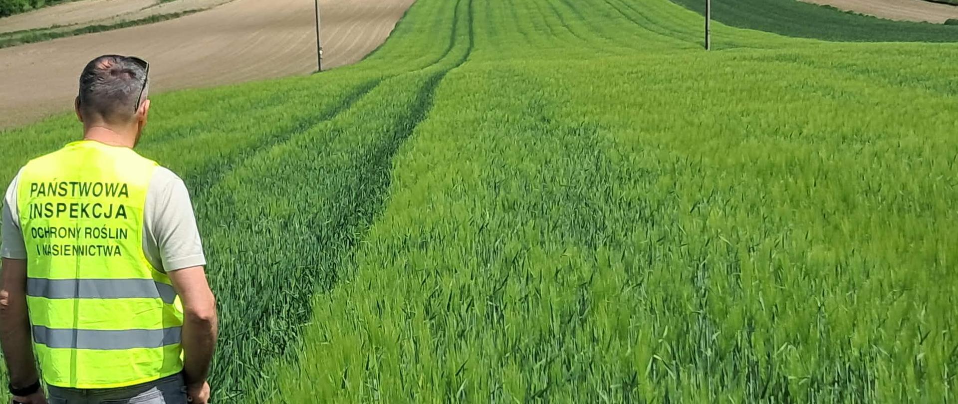 Inspektor PIORiN stojący w uprawie plantacji nasiennej zboża, którą będzie kwalifikował