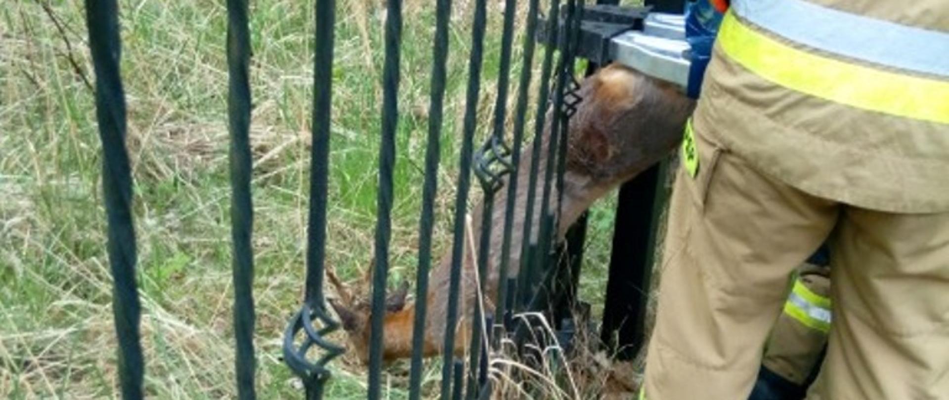 Uwięziona sarna- Bobolin gmina Darłowo