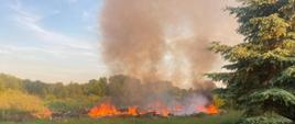 Pali się dzikie wysypisko odpadów. 