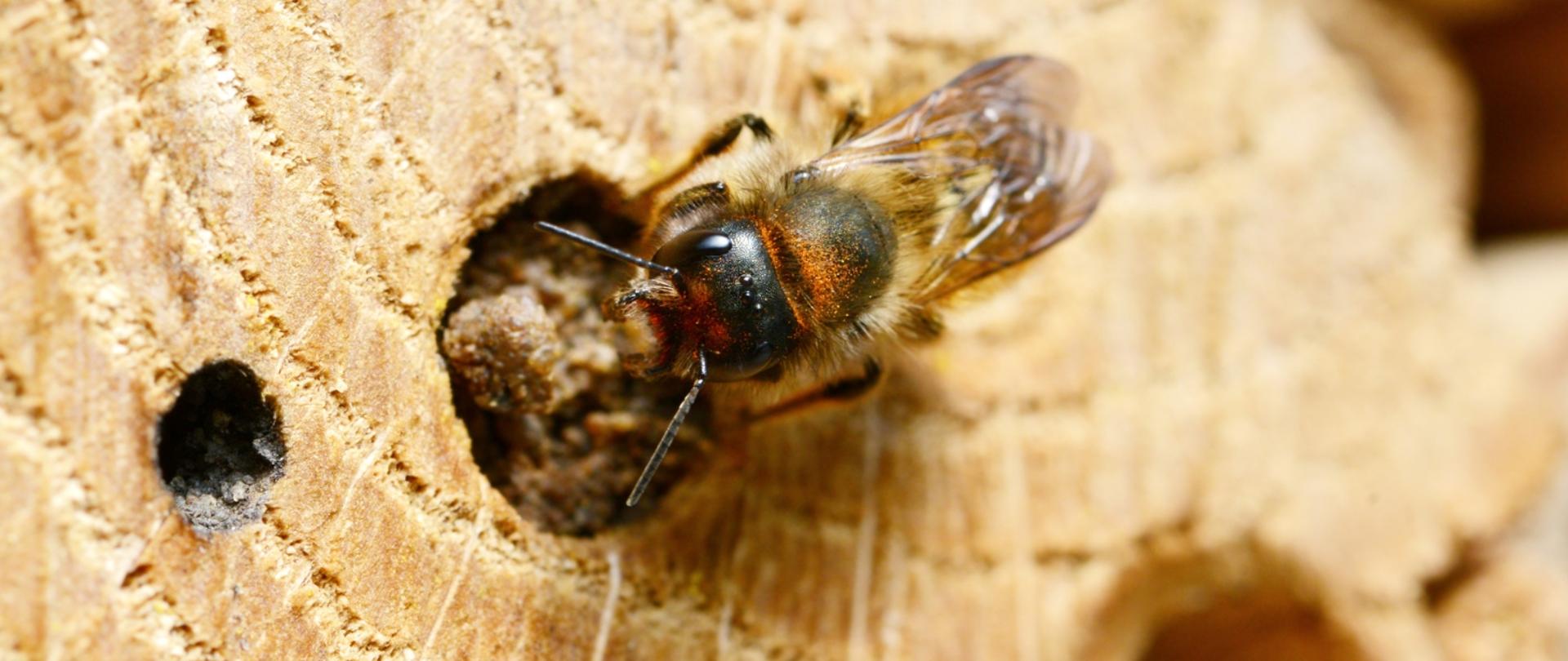 Zdjęcie dzikiej pszczoły, murarki ogrodowej, przy otworze w domku dla dzikich owadów 