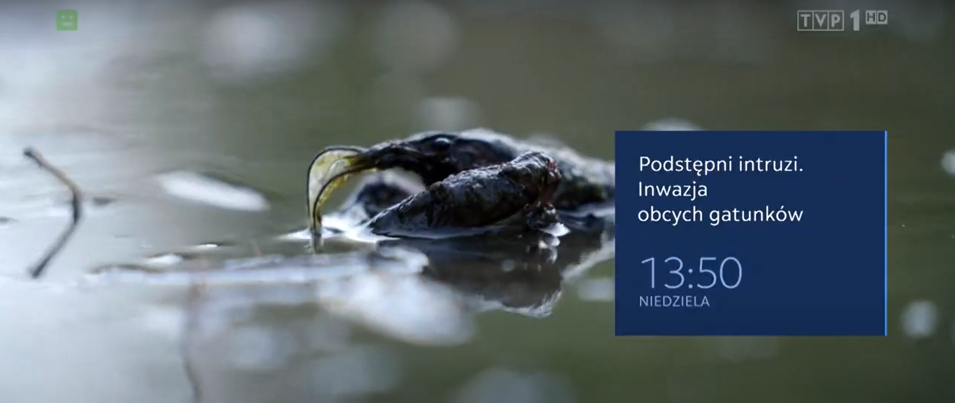Rak wynurzający się z wody i napis: Podstępni intruzi. Inwazja obcych gatunków, w TVP 1 w niedzielę o 13:50