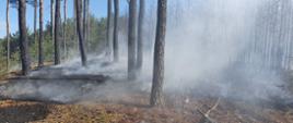 Widać dym w lesie