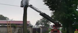 Na zdjęciu palące się drzewo oraz strażacy gaszący pożar przy użyciu drabiny mechanicznej