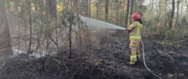 Na spalonym poszyciu leśnym stoi strażak w wężem i podaje jeden prą wody.