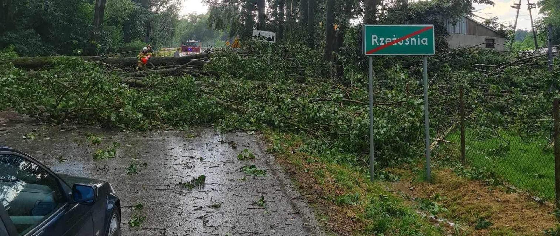 Na zdjęciu strażacy usuwającym powalone drzewo z jezdni przy uszyciu pilarki do drewna
