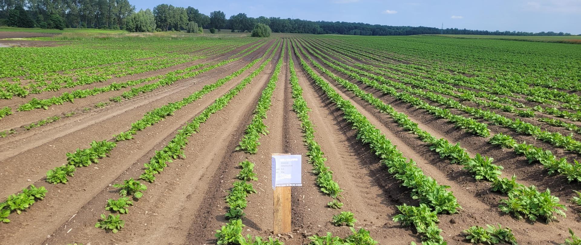zdjęcie przedstawia plantacje ziemniaka