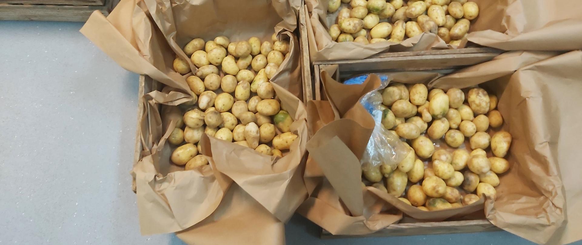 Bulwy ziemniaka w skrzynkach drewnianych wyłożonych papierem