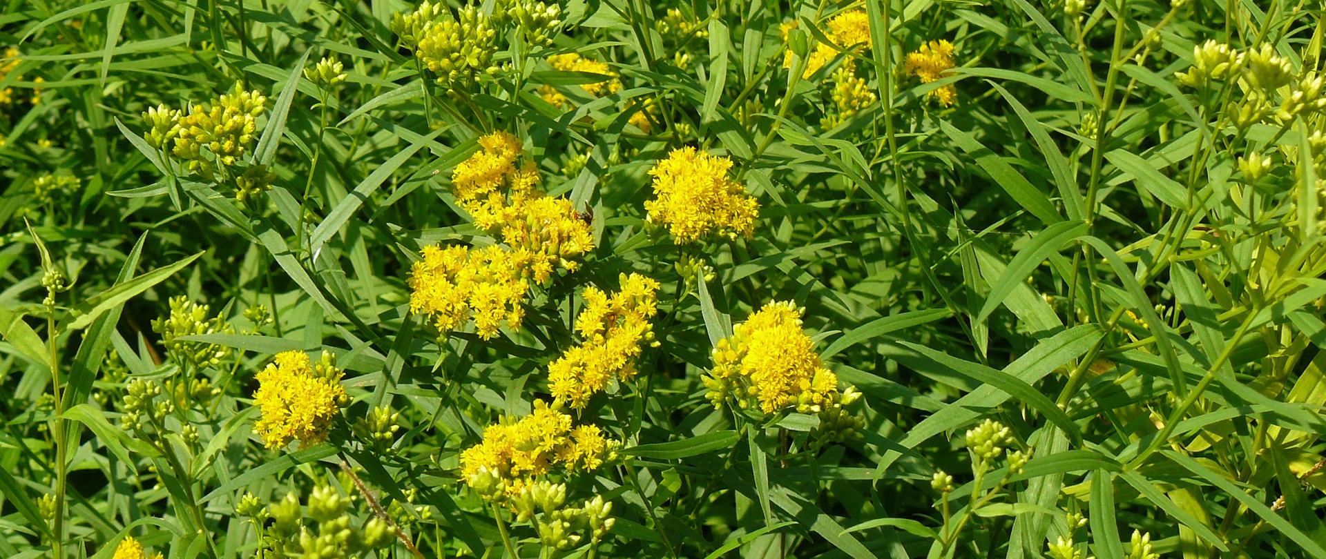 Na zdjęciu kwitnąca na żółto nawłoć kanadyjska.