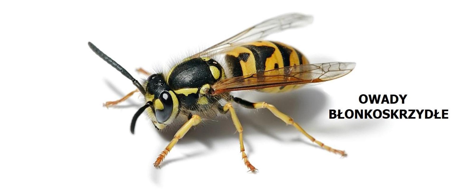 OWADY BŁONKOSKRZYDŁE