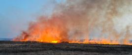 Pożar trawy w powiecie pińczowskim