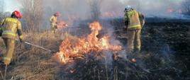 Na zdjęciu pali się sucha trawa na nieużytkach. Duże płomienie. Trzech strażaków tłumicami gasi pożar. Unosi się gesty biało szary dym.